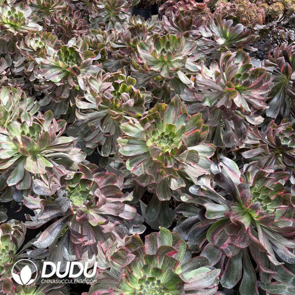 Aeonium Eye of Demon Tall Stem - Image 2