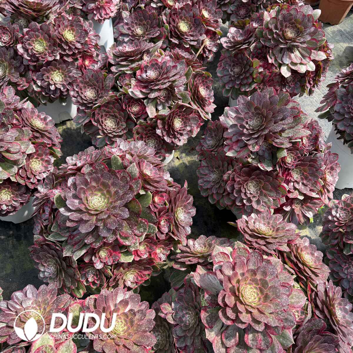 07998D400201.jpg Aeonium Red Cat Old Stem Big Clustering - Image 1