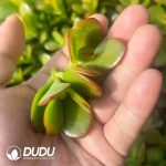 500pcs Crassula ovata Crosbys Compact Cuttings