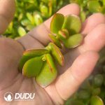 500pcs Crassula ovata Crosbys Compact Cuttings - Image 2