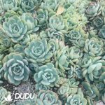 500pcs Echeveria Chao Lu Cuttings
