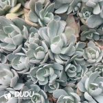 500pcs Echeveria Chao Lu Cuttings - Image 2