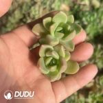 500pcs Echeveria Brilliant Cuttings