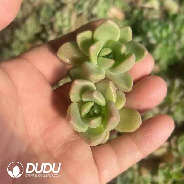 Echeveria Brilliant Cuttings