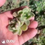 500pcs Echeveria Brilliant Cuttings - Image 2