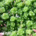 500pcs Haworthia Obtusa Cuttings