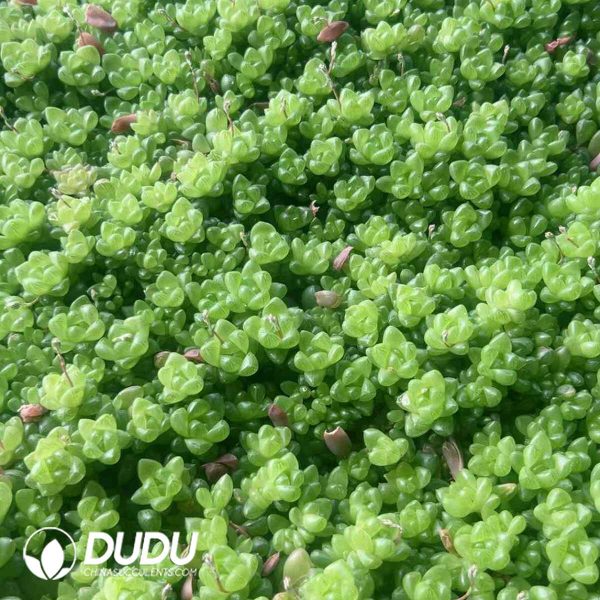 500pcs Haworthia Obtusa Cuttings - Image 2