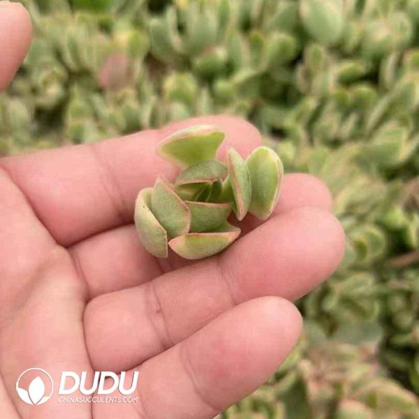 Crassula Moneymaker Cuttings