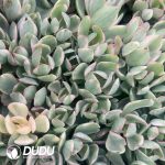 500pcs Crassula Moneymaker Cuttings - Image 2