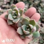 500pcs Echeveria Pretty in Pink Cuttings