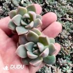 500pcs Echeveria Pretty in Pink Cuttings - Image 2