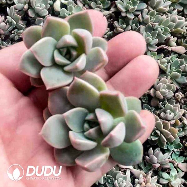 500pcs Echeveria Pretty in Pink Cuttings - Image 2