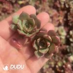 500pcs Echeveria Longissima Cuttings