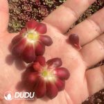 500pcs Echeveria Longissima Cuttings - Image 2