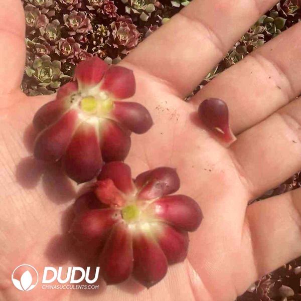 500pcs Echeveria Longissima Cuttings - Image 2