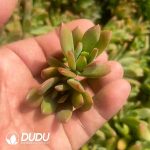 500pcs Echeveria macdougallii E.Walther Cuttings