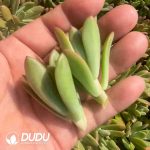 500pcs Echeveria macdougallii E.Walther Cuttings - Image 2