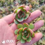 500pcs Echeveria Puli-lindsayana