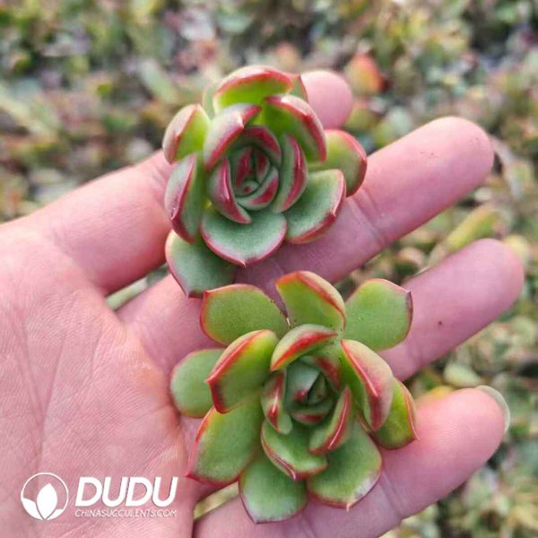 Echeveria Puli-Lindsayana Cuttings