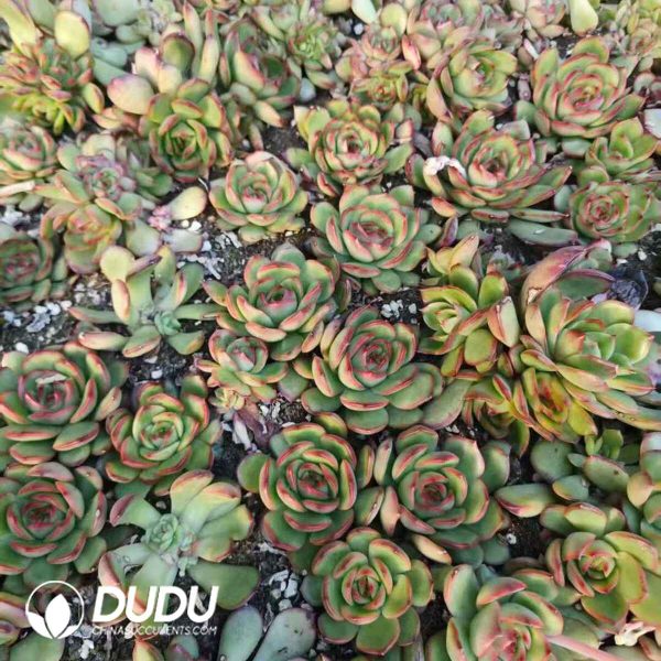 500pcs Echeveria Puli-lindsayana - Image 2