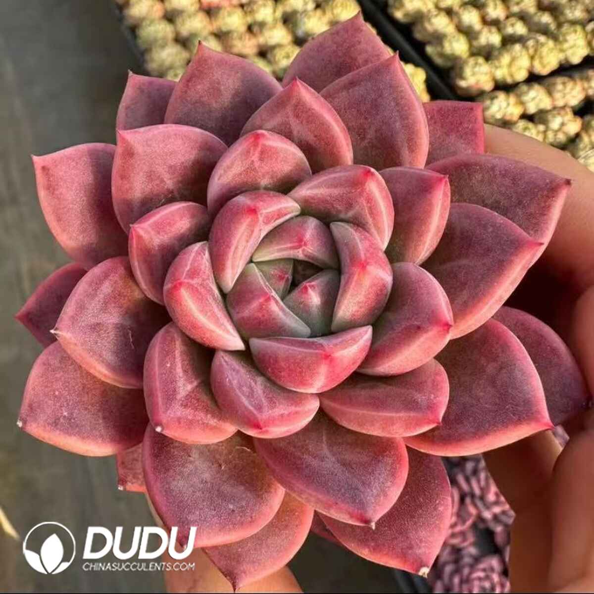 08047D70201.jpg Echeveria Yaochi - Image 1