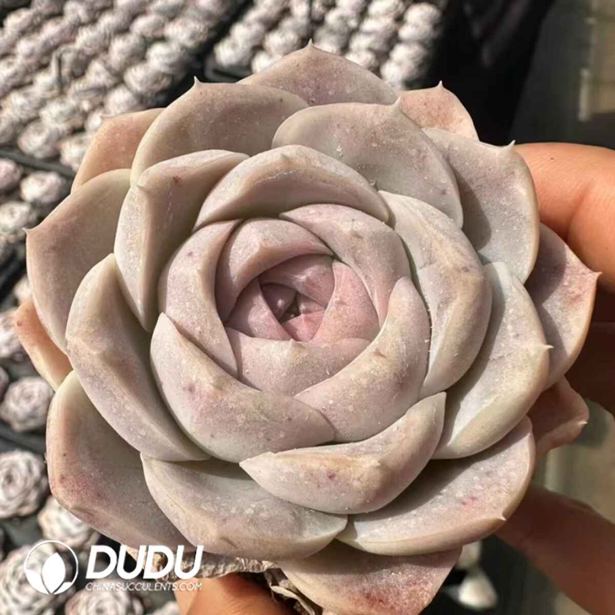 08048D60201.jpg Echeveria Peach Blossom Nuo - Image 1