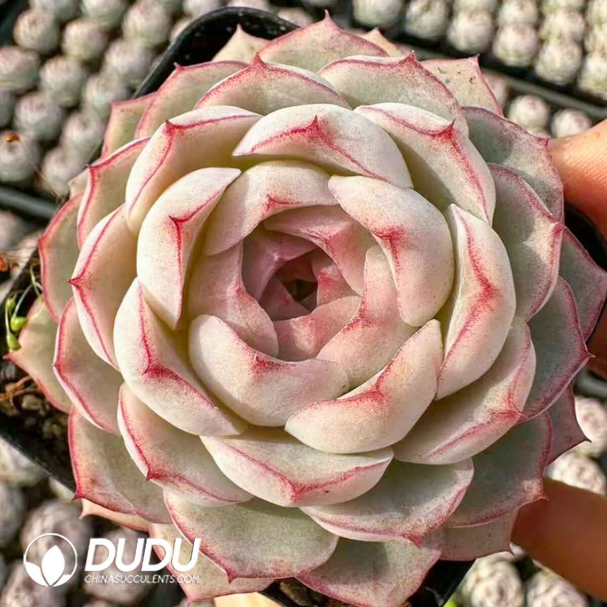 08056D50201.jpg Echeveria Variable Queen - Image 1