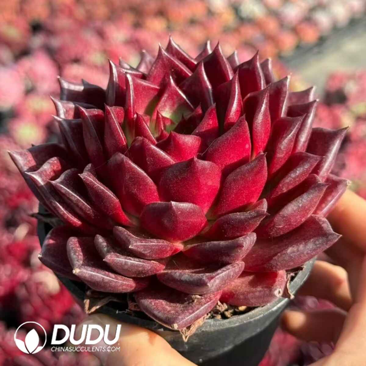 08057D100201.jpg Echeveria Rodman - Image 1