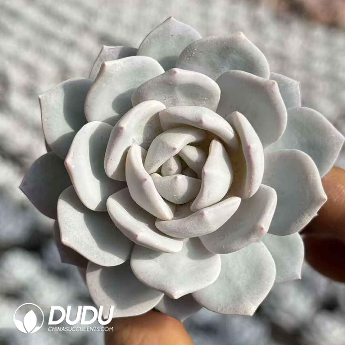 08058D50201.jpg Echeveria Snow Lotus - Image 1