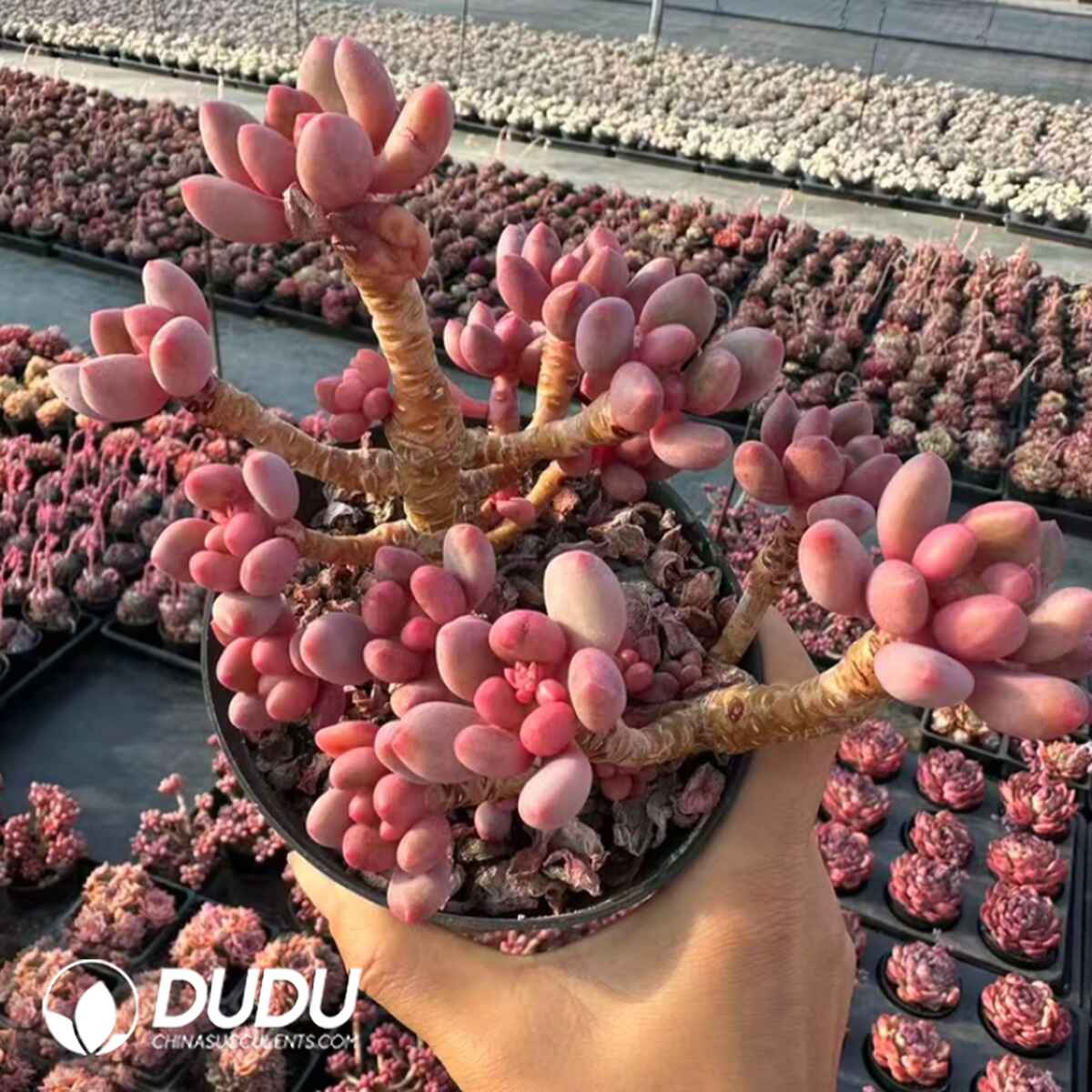 08063D100201.jpg Sedum Red Bean Old Stem - Image 1