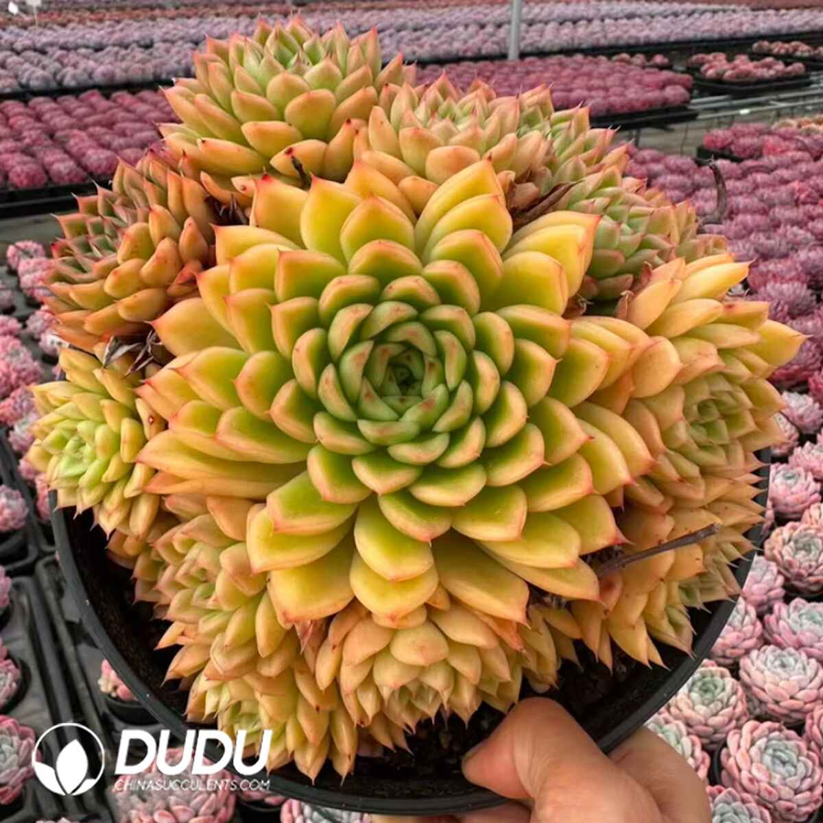 08065D150201.jpg Echeveria Golden Light 7 Heads Clustering - Image 1