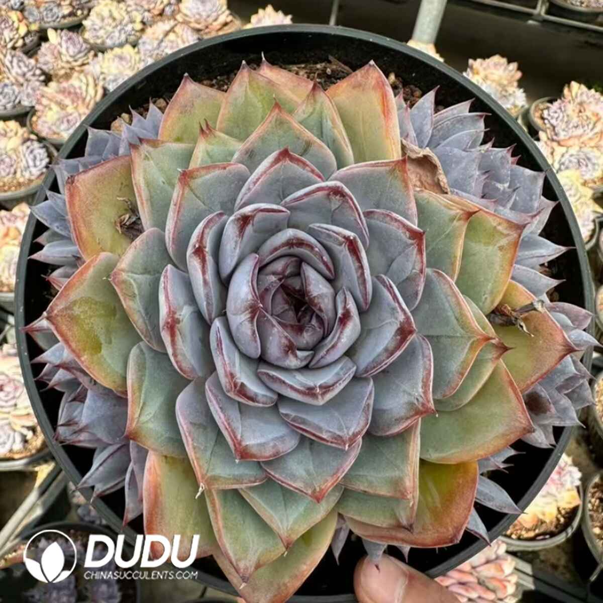 08066D160201.jpg Echeveria La Mer 5 Heads Clustering - Image 1