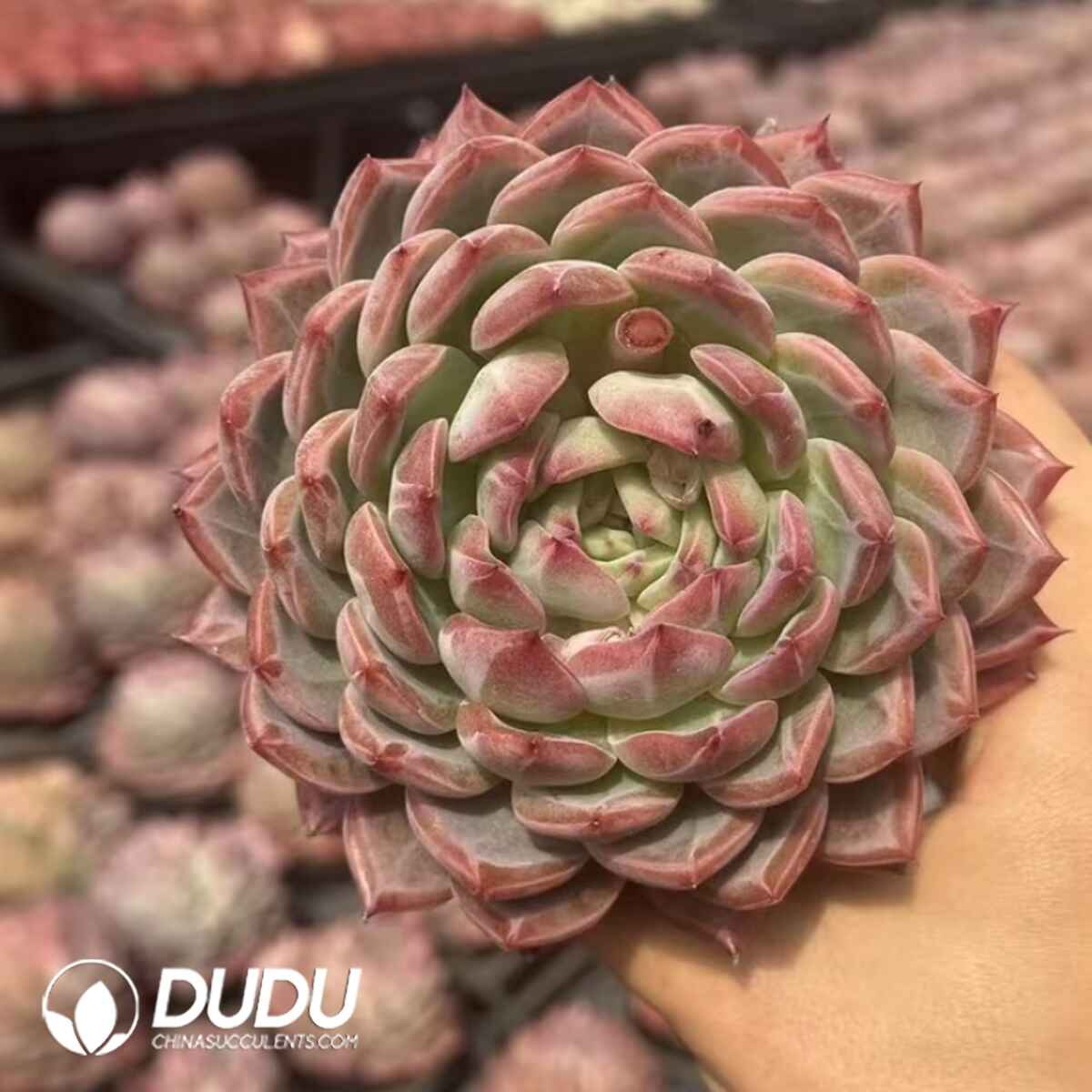 08067D110201.jpg Echeveria Hongluan (Single Head or Single Head with Pups) - Image 1