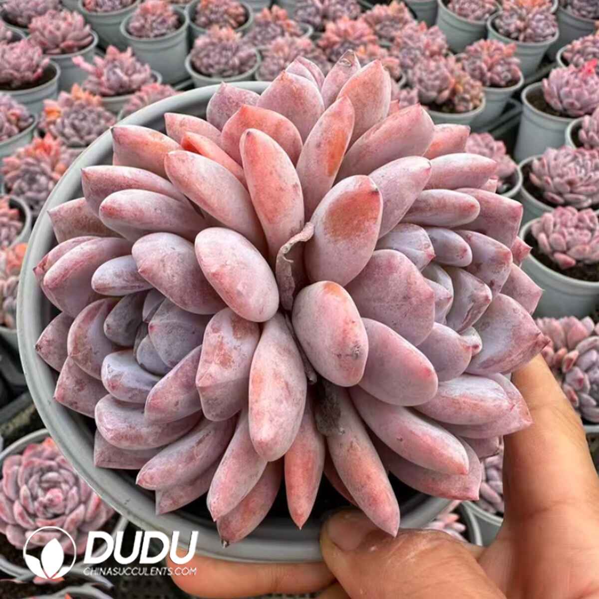 08069D110201.jpg Echeveria Orange Monroe 3 Heads Clustering - Image 1