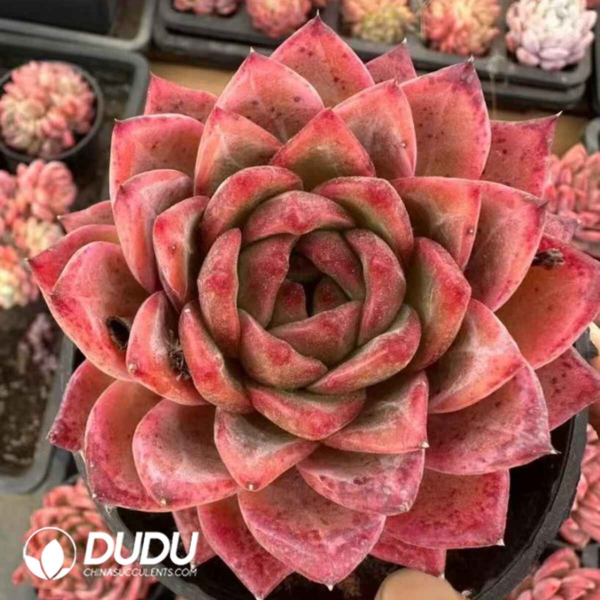 08071D90201.jpg Echeveria Shuang Mo Po Ding - Image 1