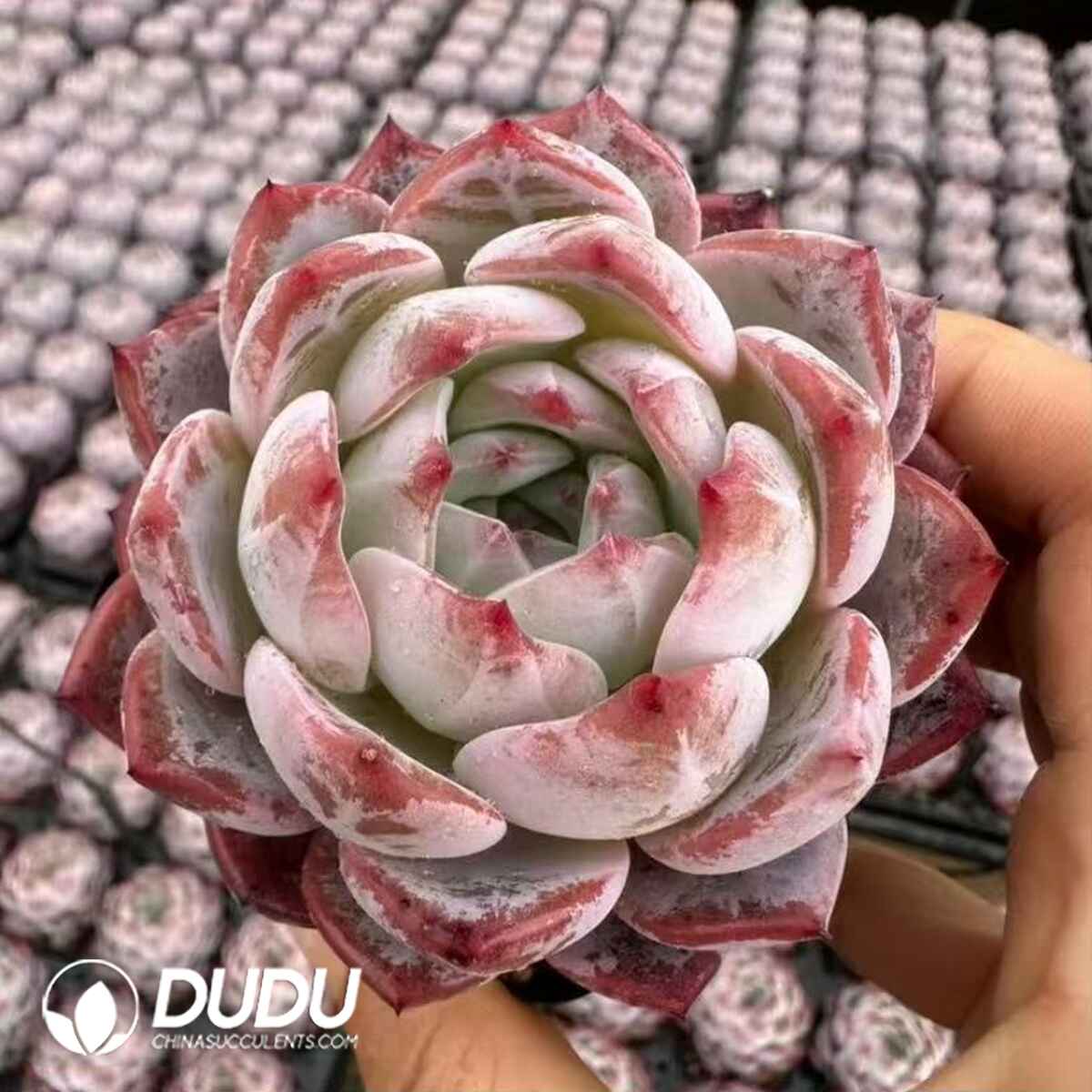 08075D60201.jpg Echeveria Seimei Orange - Image 1