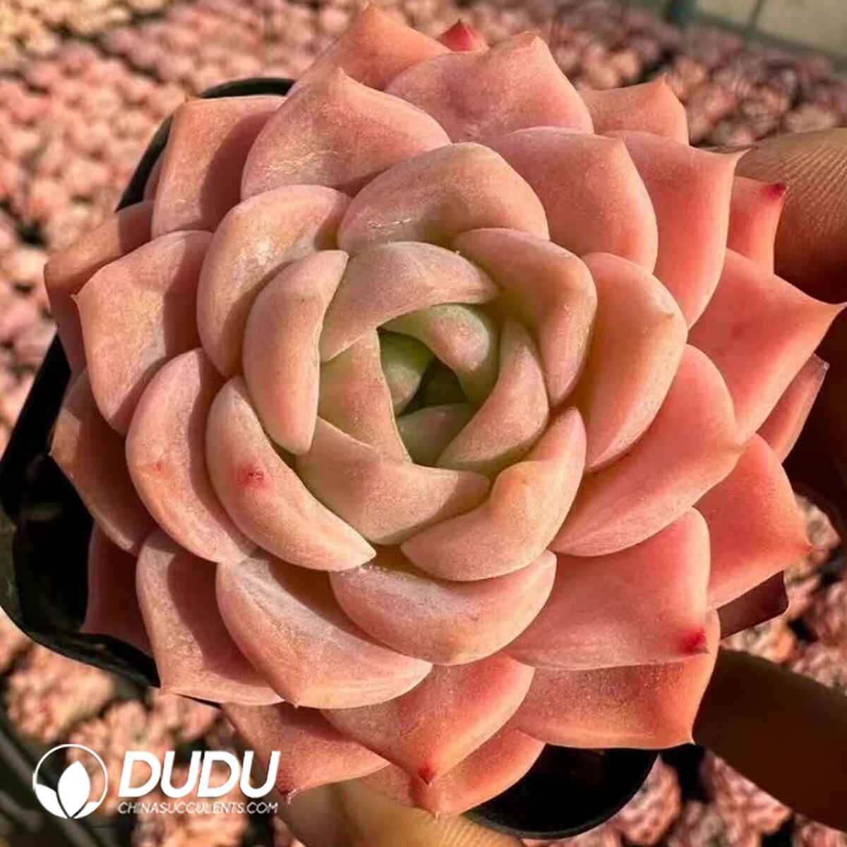 08076D70201.jpg Echeveria Peach Fairy (Single Head) - Image 1