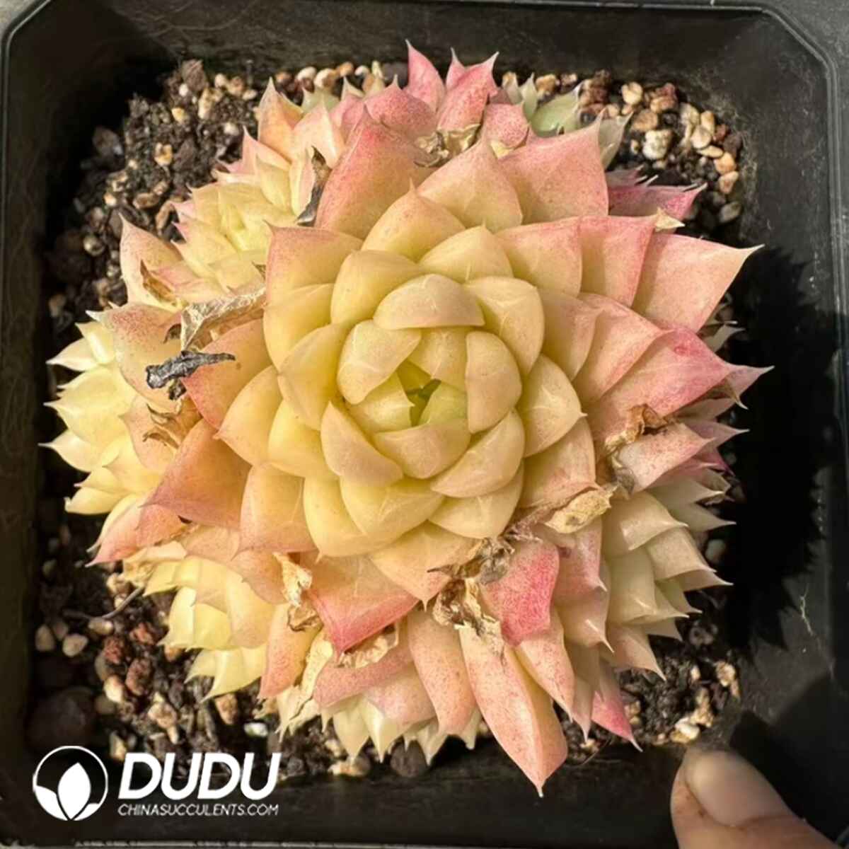 08077D100201.jpg Echeveria Xiang Yellow Clustering - Image 1