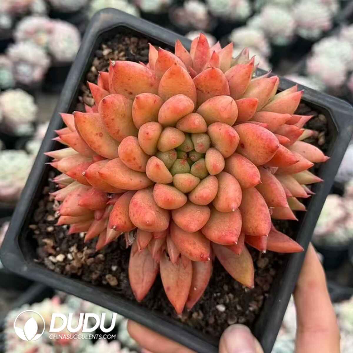 08086D130201.jpg Echeveria Golden Concubine Clustering - Image 1