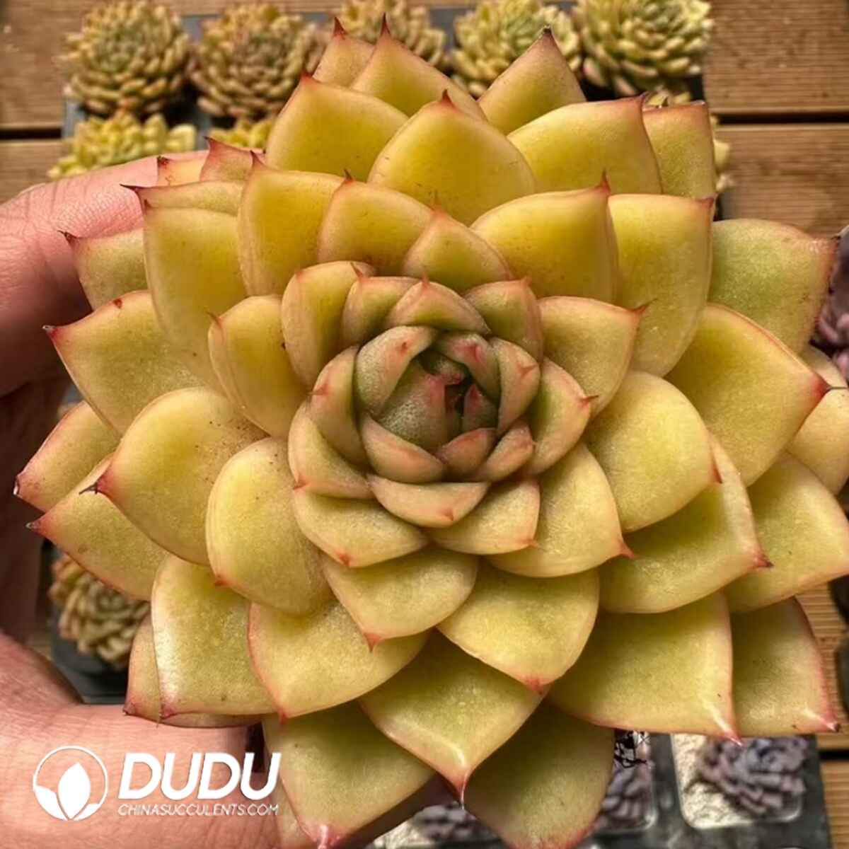 08089D70201.jpg Echeveria Golden Amber - Image 1