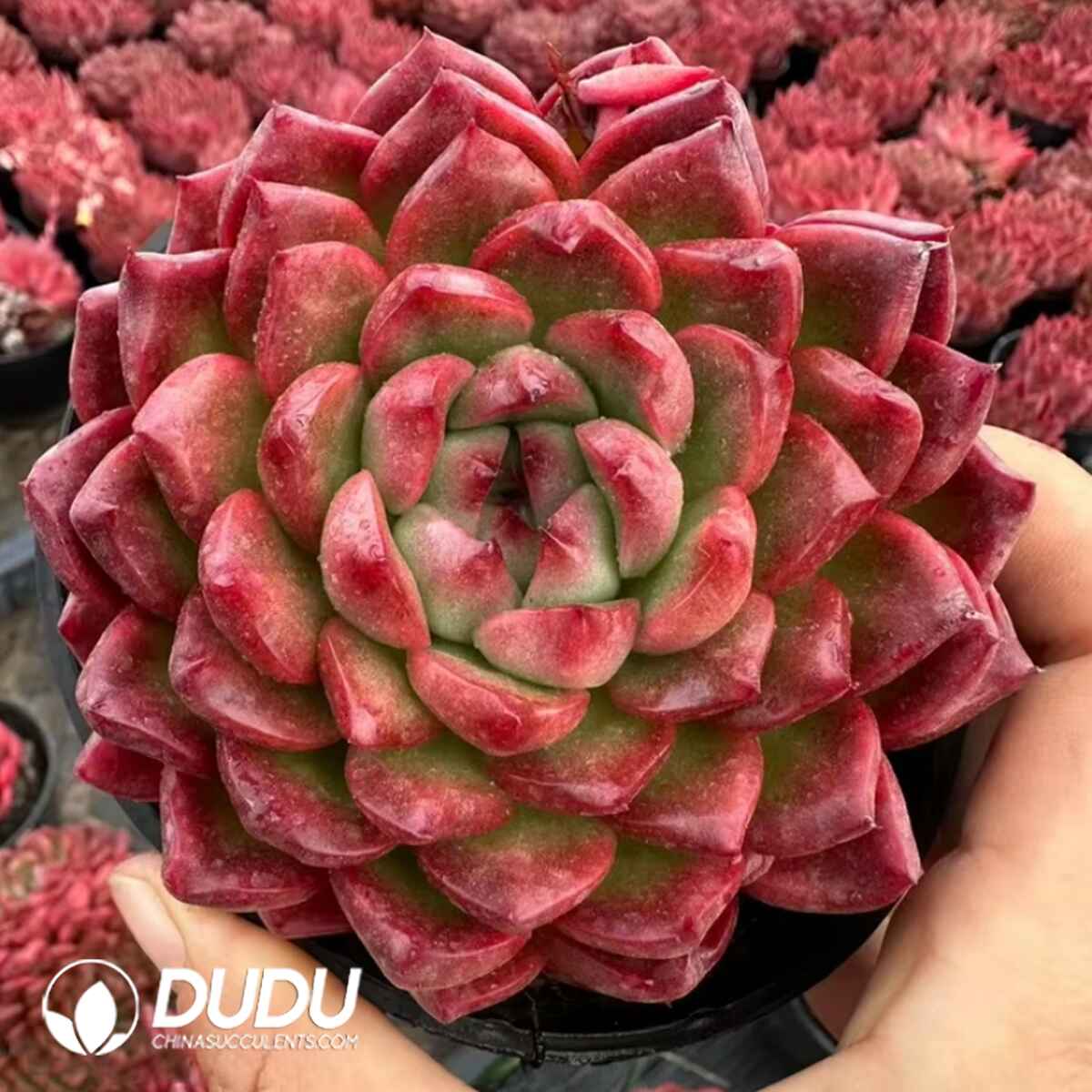 08090D100201.jpg Echeveria Iron Man (Single/Double Heads Random) - Image 1