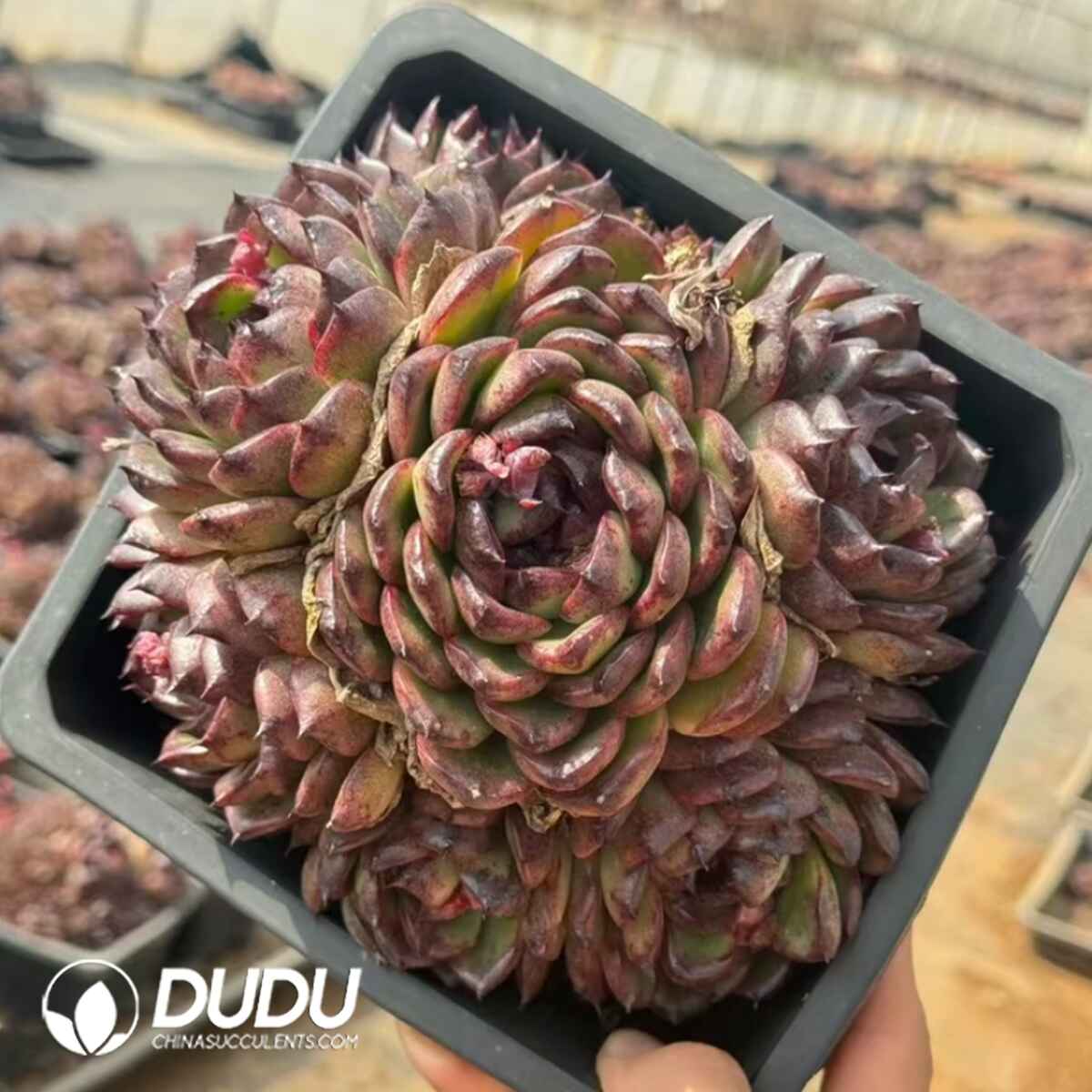 08092D160201.jpg Echeveria Astaros Clustering - Image 1