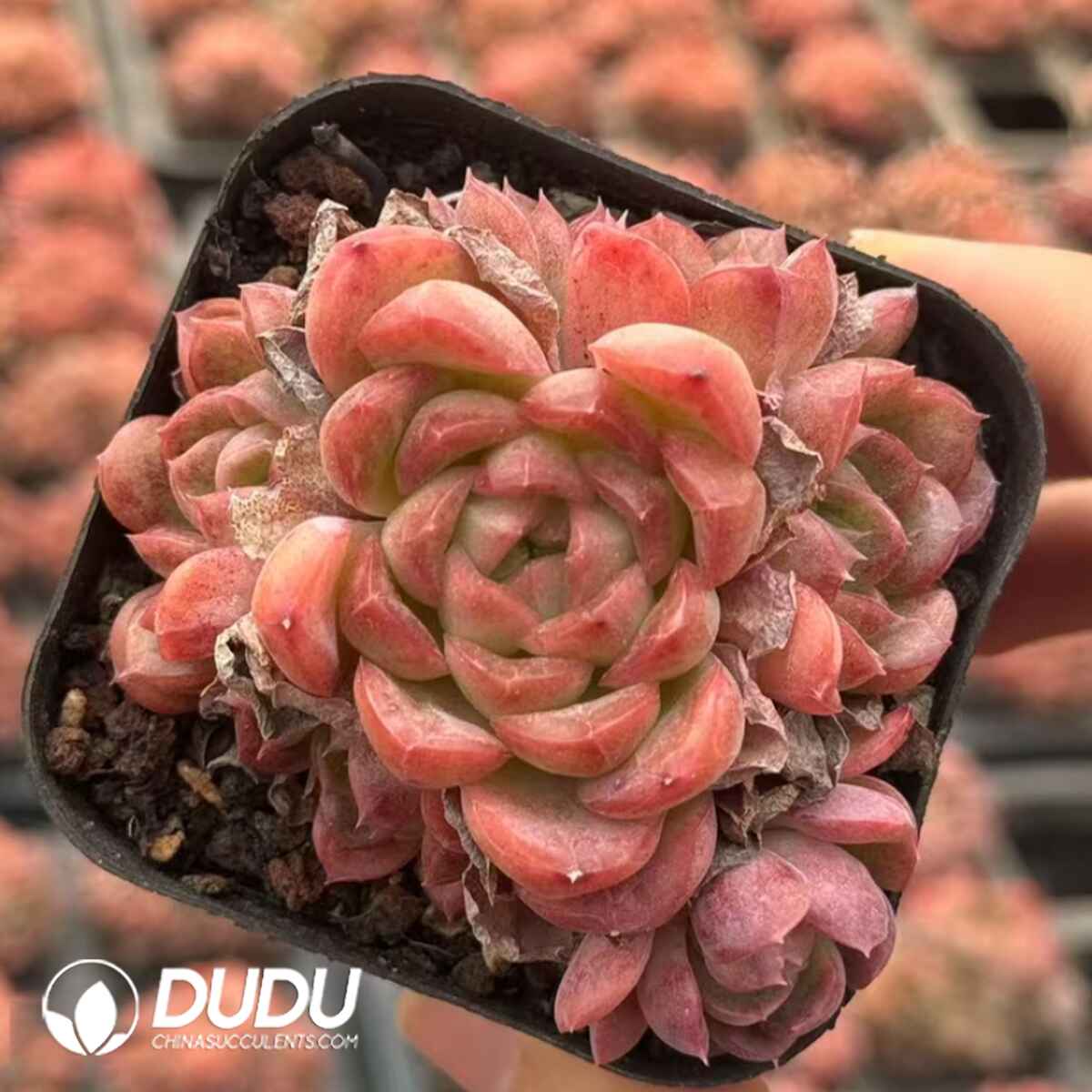 08096D60201.jpg Echeveria Sui Yu Xuan Single Heads With Pups - Image 1