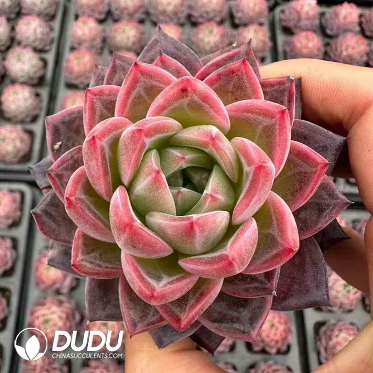 08099D50201.jpg Echeveria Winemaker - Image 1