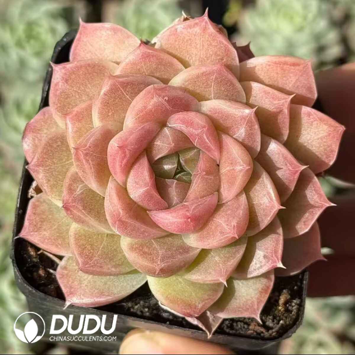 08102D50201.jpg Echeveria Childe Single Head With Pups - Image 1