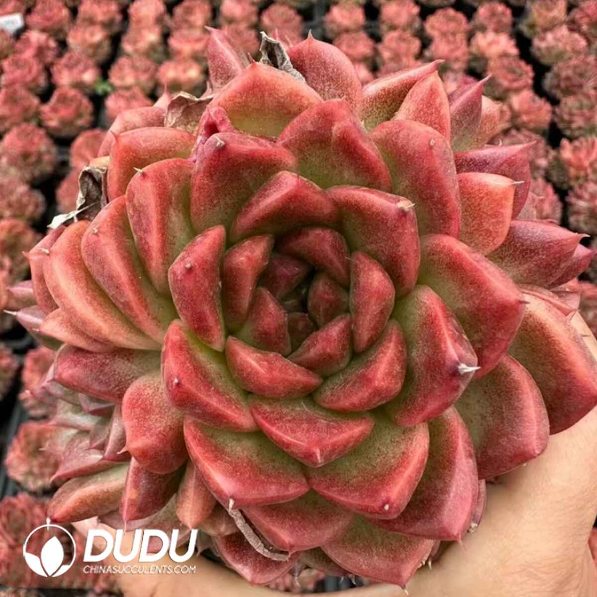 08106D100201.jpg Echeveria Orange Blossom Pudding - Image 1