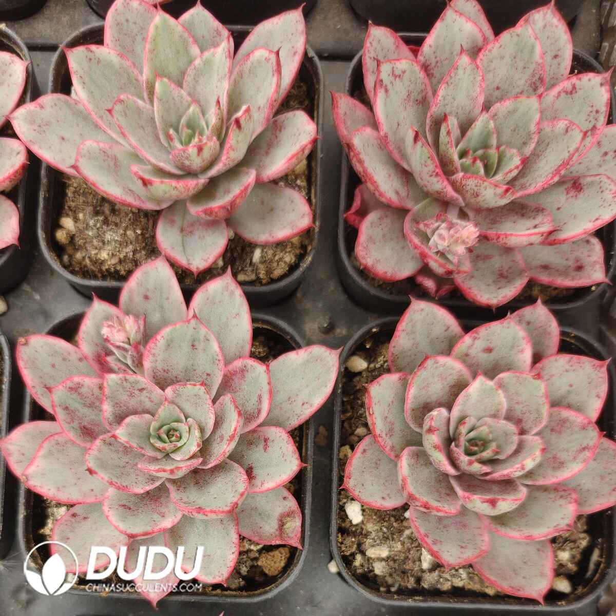 08109D90201.jpg Echeveria Rome X - Image 1