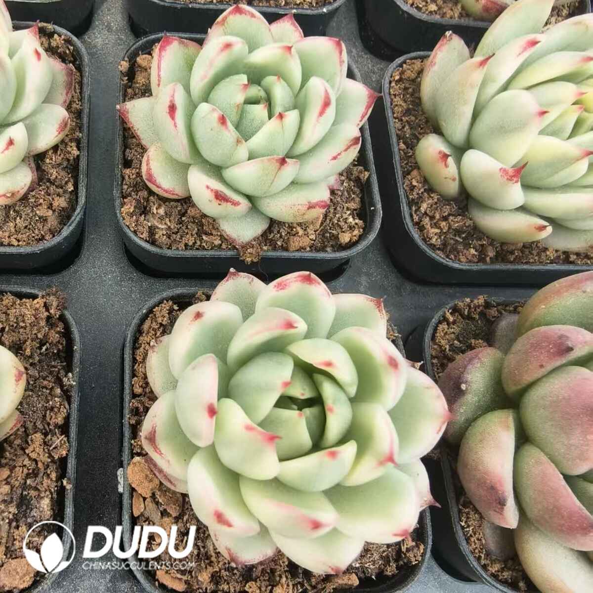 08113D90201.jpg Echeveria Abney Variegated - Image 1