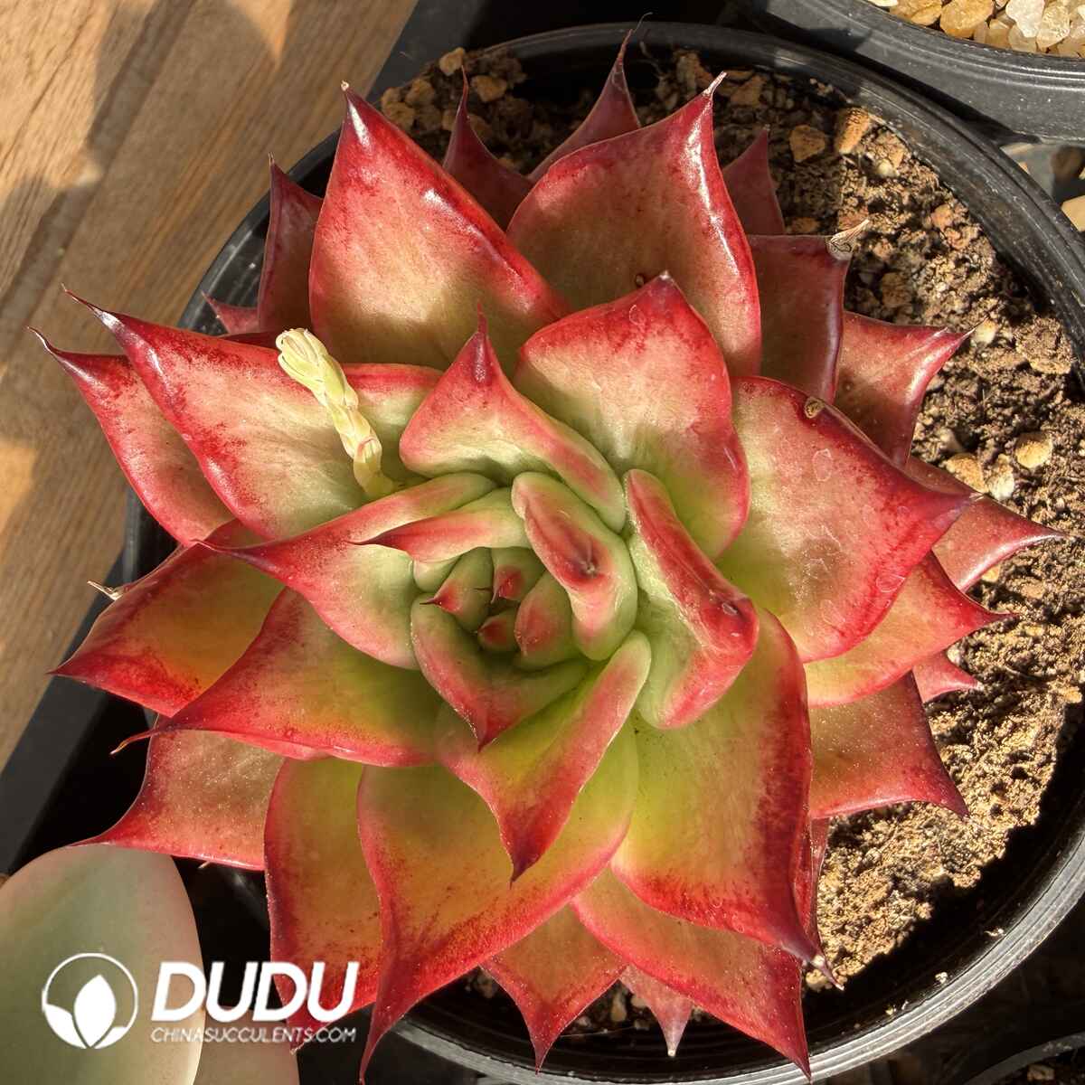 08114D140201.jpg Echeveria Beef Shreds Variegated - Image 1