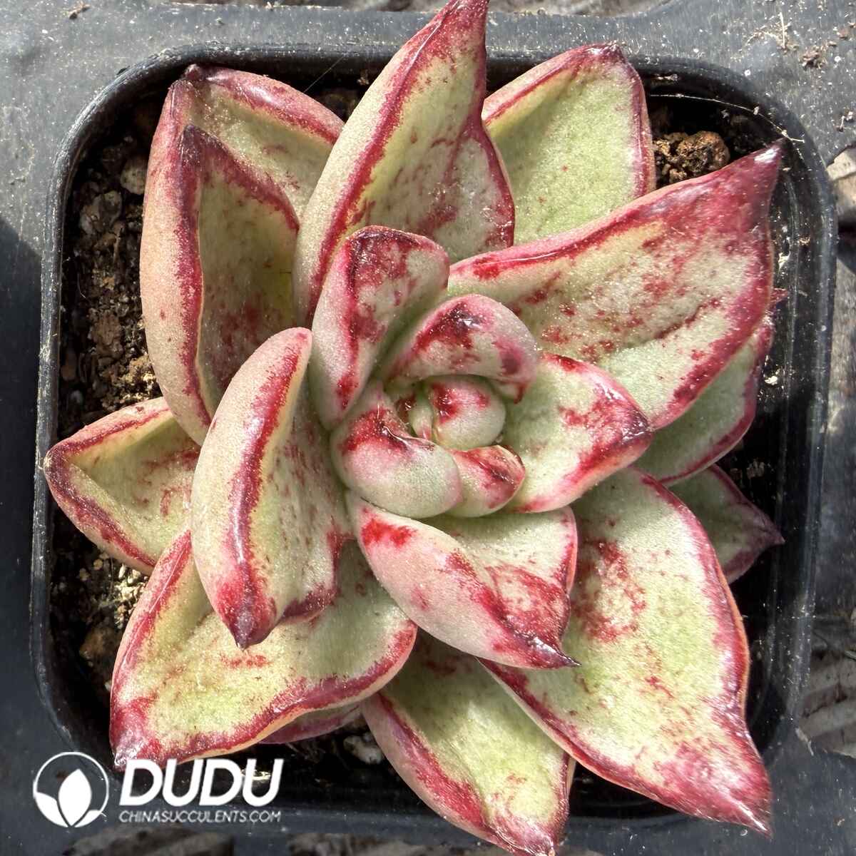 08115D90201.jpg Echeveria God's gift - Image 1